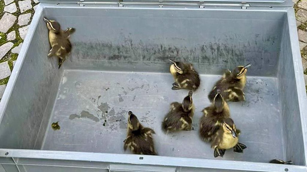 Die Entenküken sind für den Transport vorbereitet.
