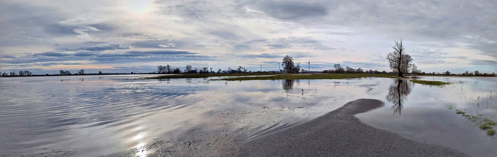 Blick vom Alten Dorf Lostau in Richtung Elberadweg und Elbe. Das Winterhochwasser hatte von Ende Dezember 2023 bis in den Februar 2024 sehr lange angehalten.