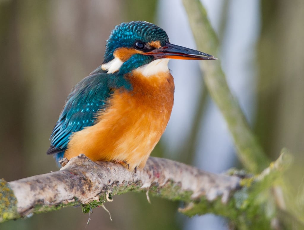 Ein Eisvogel sitzt auf einem Ast über einem Wassergraben und hält Ausschau nach kleinen Fischen.