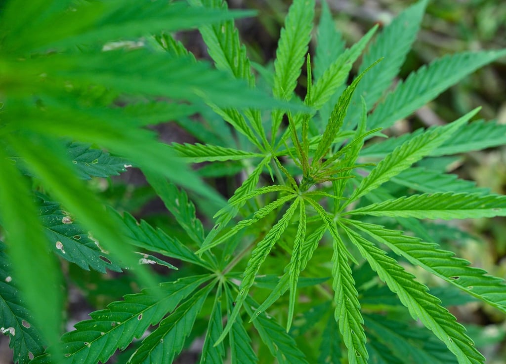 Hanf (Cannabis) wächst in einem Garten.