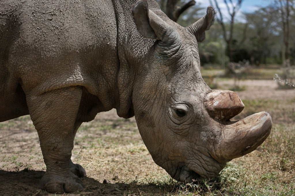 Das letzte männliche Nördliche Breitmaulnashorn „Sudan“, das mittlerweile gestorben ist, steht im Wildtierreservat Ol Pejeta. Ein ausgestopftes Exemplar der stark bedrohten Nördlichen Breitmaulnashörner wurde in Nairobi ausgestellt.