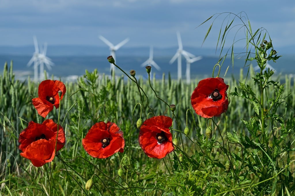 Mohn blüht an einem Feldrand vor Windrädern.