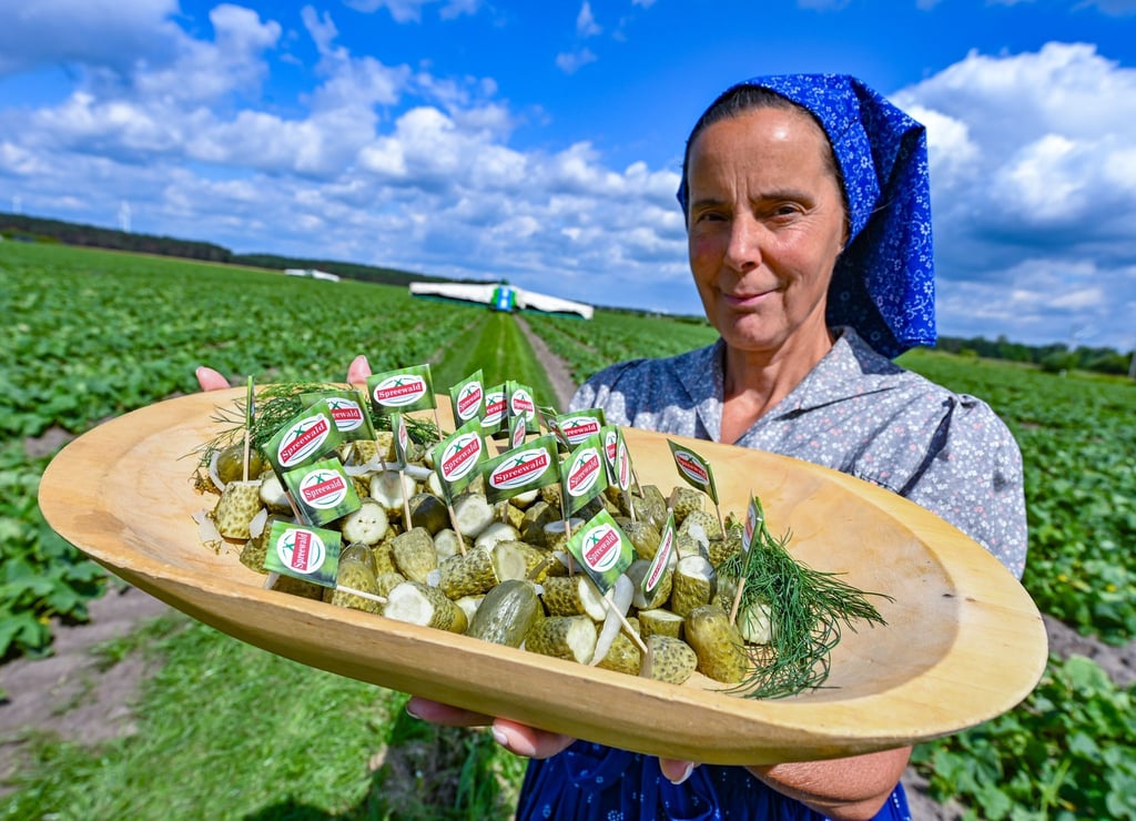 Antje Krischock trägt sorbisch-wendische Arbeitstracht zum Start der Gurkenernte im Spreewald auf einem Feld vom Spreewaldhof Niewitz.