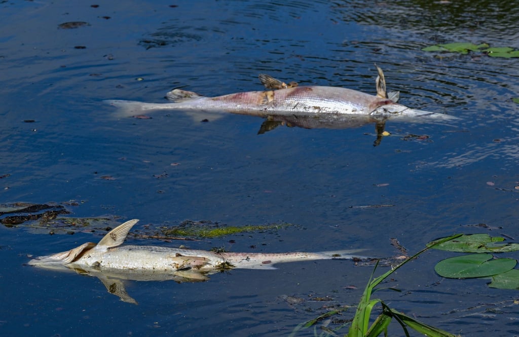 Zwei große tote Fische von etwa 50 Zentimetern Länge treiben an der Wasseroberfläche im Winterhafen einem Nebenarm des deutsch-polnischen Grenzflusses Oder.