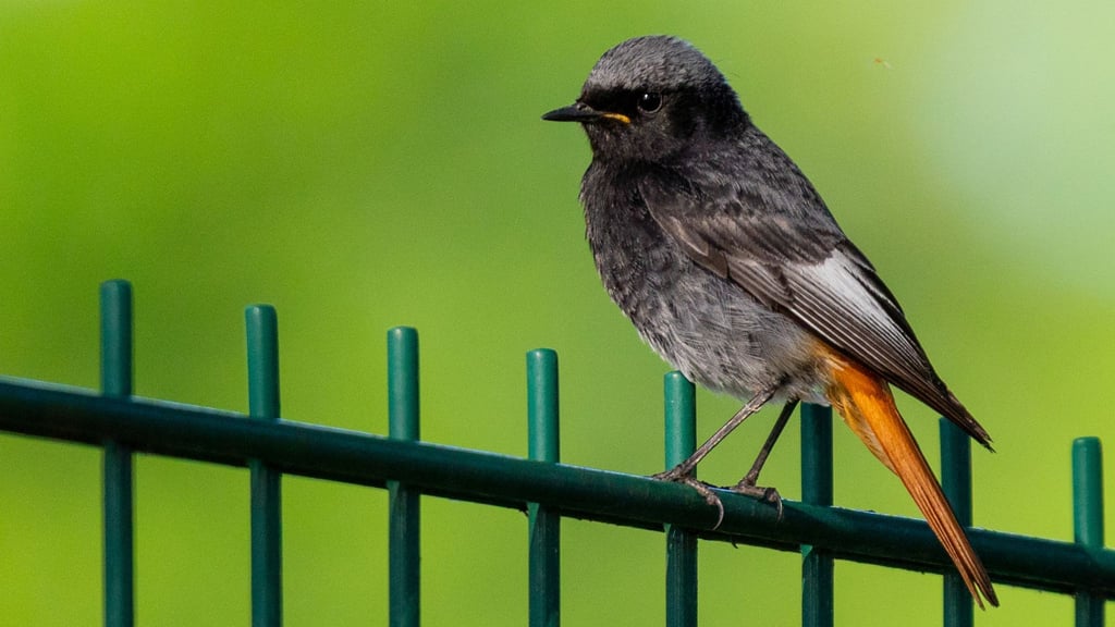 Ein Hausrotschwanz (Phoenicurus ochruros) sitzt auf einem Zaun.