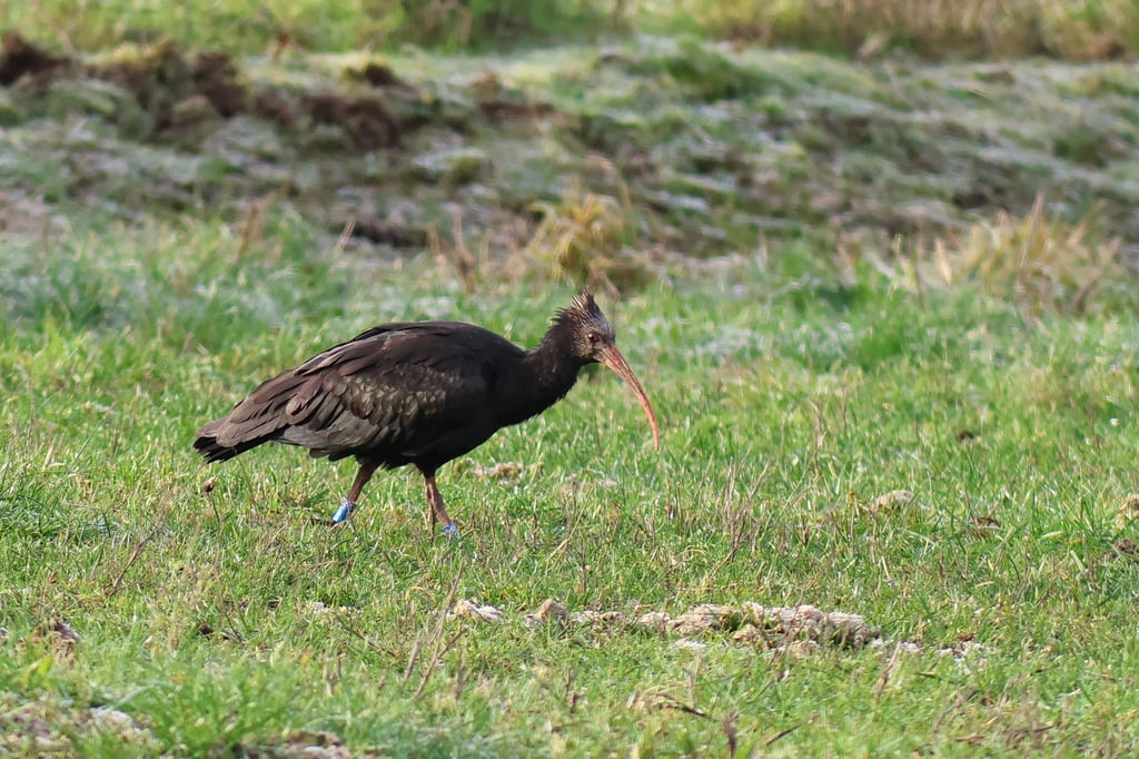 Der Waldrapp ist vom Aussterben bedroht.