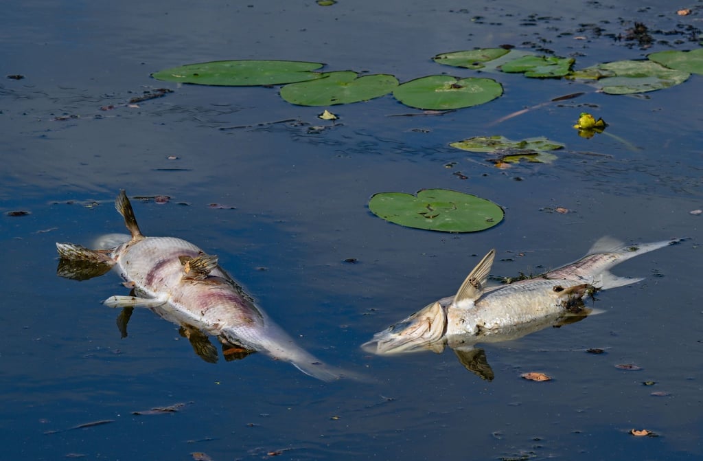 Tote Fische treiben an der Wasseroberfläche im Winterhafen,einem Nebenarm Oder.