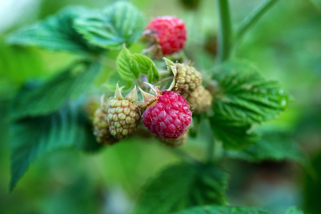Himbeeren wachsen wild im Wald. Schatten macht ihnen deshalb nichts aus.