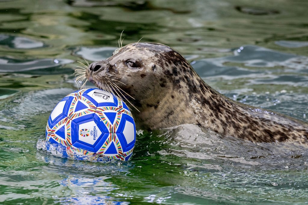 Der Seehund Ole schwimmt während der Tierfütterung mit einem Fußball durch ein Wasserbecken.