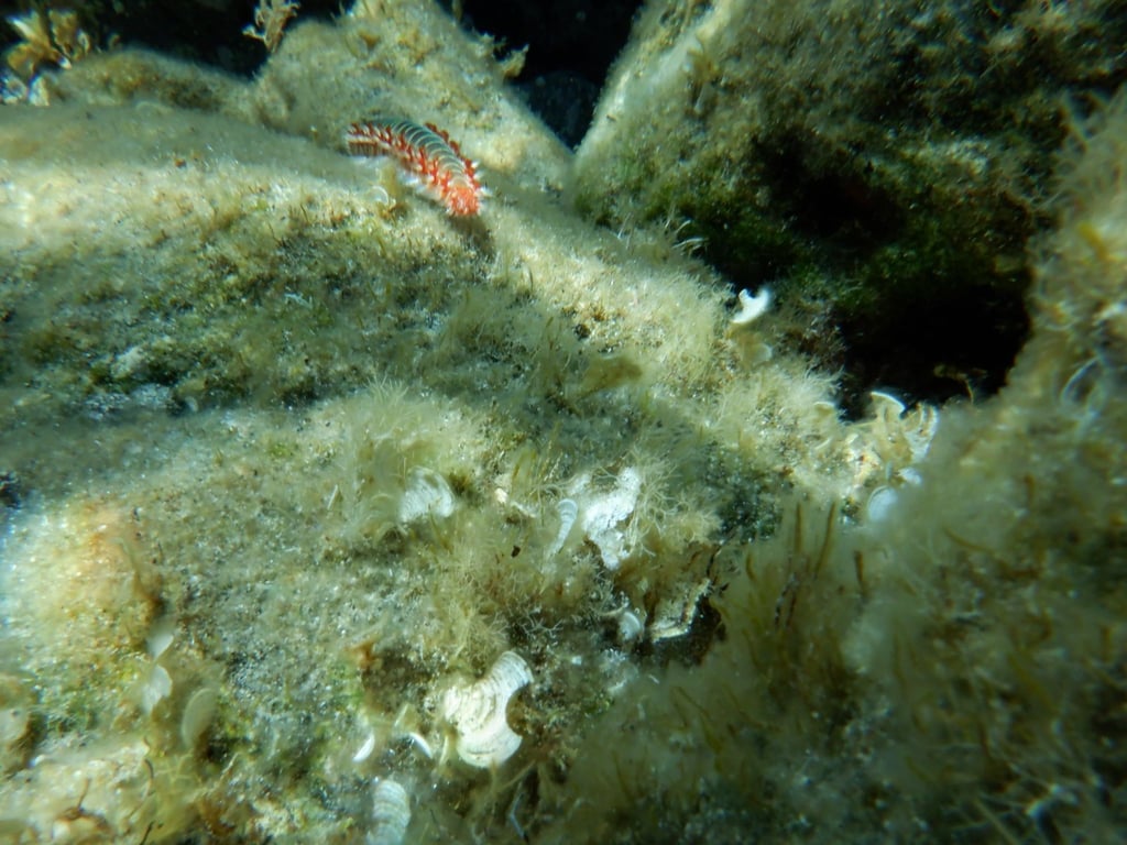 Ein Feuerwurm (Hermodice carunculata) zwischen Korallen im Meer.