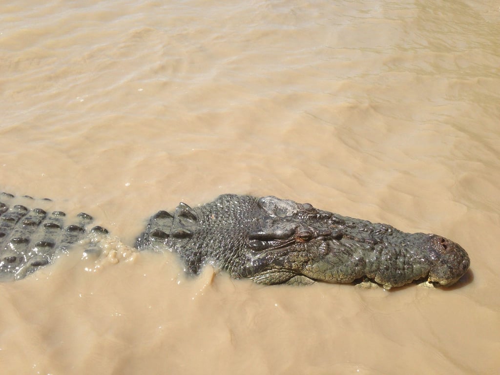 Vom Angreifer zum Festessen: Über Monate lauert ein Krokodil Einwohnern einer australischen Aborigine-Gemeinde auf. Bis sich die Menschen wehren. (Symbolbild)