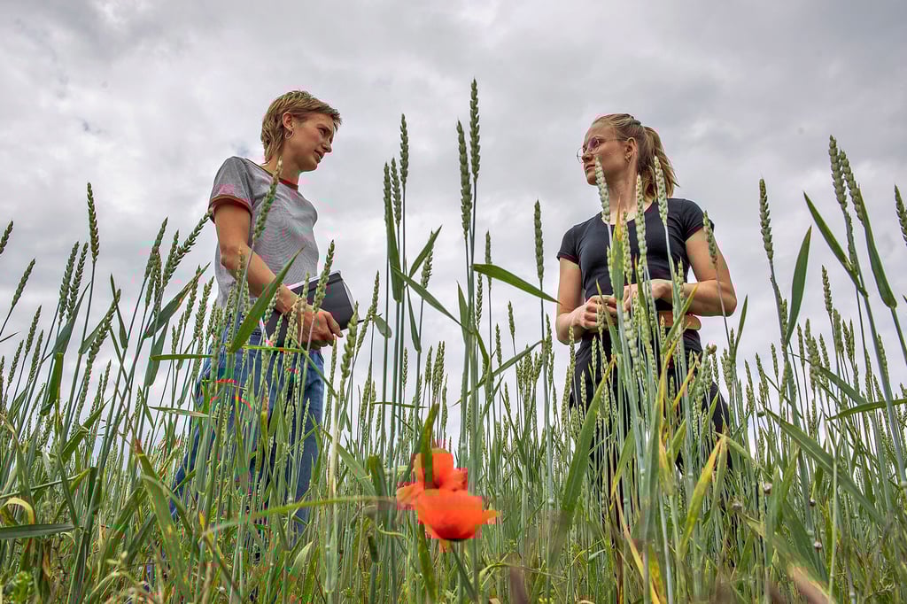 Geo-Naturpark-Mitarbeiterin Lauren Schnor im Gespräch mit Maria Heinrich von der Agrargenossenschaft Gleina in einem Weizenfeld bei Müncheroda, in dem ein Teil als Schonfläche angelegt ist, um die Ausbreitung von Ackerwildkräutern zu fördern.