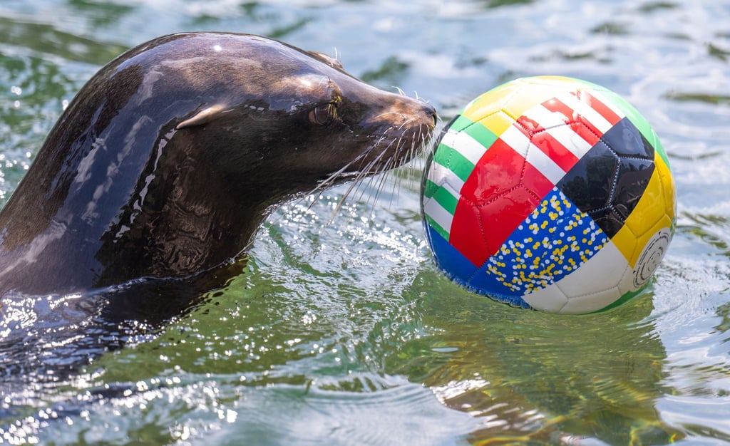 Ein Seelöwe im Zoo Leipzig spielt mit einem Ball im Becken.