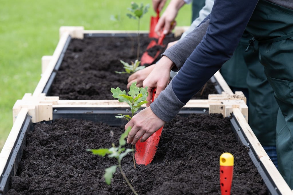Teilnehmer einer Pressekonferenz pflanzen im Großen Garten auf dem Gelände einer künftigen Baumschule Setzlinge an.