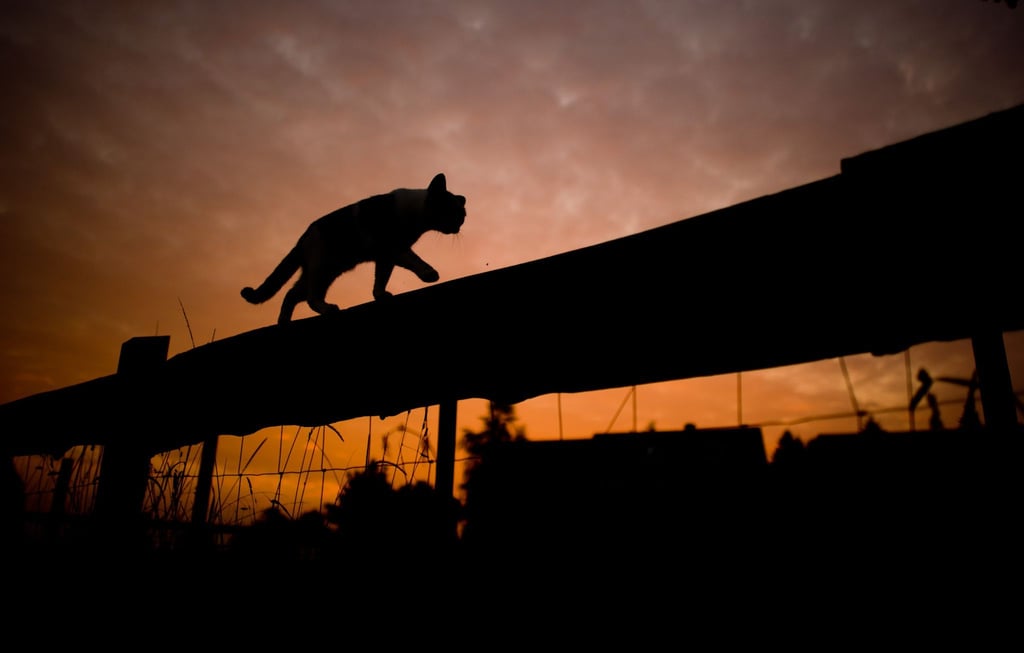 Katzen besitzen einen Stellreflex, der ihnen hilft, sich bei einem Sturz in der Luft zu drehen und auf den Pfoten zu landen.
