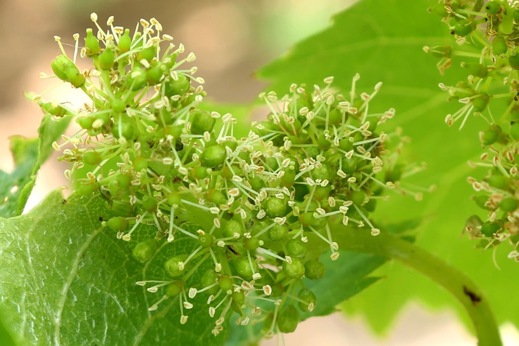 Kleine Blüten sind an einem Weinstock in einem Weinberg zu sehen.