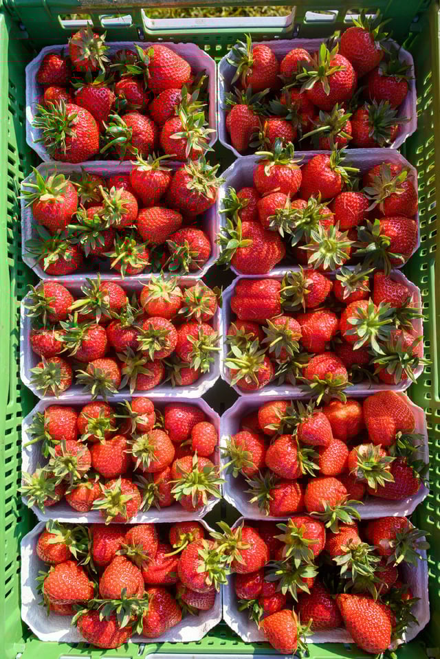 Erdbeerpreise So viel kostet derzeit ein Kilo Erdbeeren in SachsenAnhalt