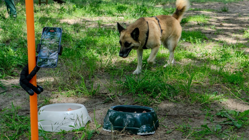 Schäferhund-Mix Aiko aus dem Tierheim Stendal-Borstel hat die Ergebnisse der Sonntagsspiele vorhergesagt.