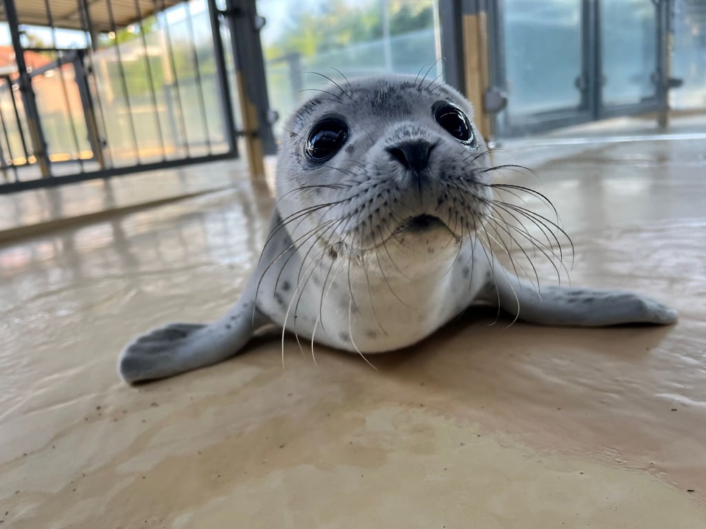 Der Heuler Fiete liegt in der Seehundstation Norddeich.