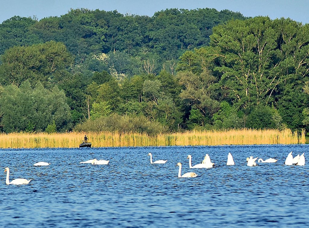 Allein das Befahren der Havel mit einem Boot ist ein Naturerlebnis, bei dem es viel zu sehen gibt, wie zum Beispiel diese Schwanenversammlung auf dem blau schimmernden Wasser. Im Hintergrund ist vor dem gelb leuchtenden Schilf ein Angler in seinem Boot zu sehen.