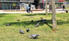 Die Anzahl der Tauben hat um und am Neustadt Centrum deutlich zugenommen, sagen Anwohner und Passanten. 