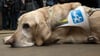 Berlin: Ein Blindenhund liegt bei einem Pressetermin der Berliner Verkehrsbetriebe (BVG)