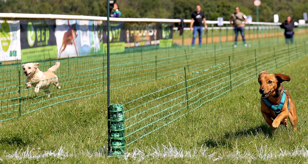 Alles geben für die Beute, die hinter der weißen Ziellinie wartet: Die Dackelrennen, hier die Rennklasse Dackelmix, waren der Höhepunkt bei der zweiten Magdeburger Teckelwelt.