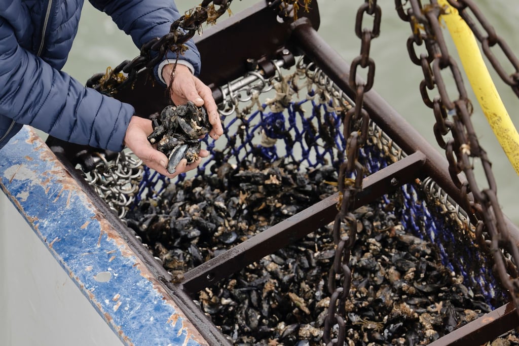 Ein Besatzungsmitglied eines Muschelkutters hält Miesmuscheln in den Händen.