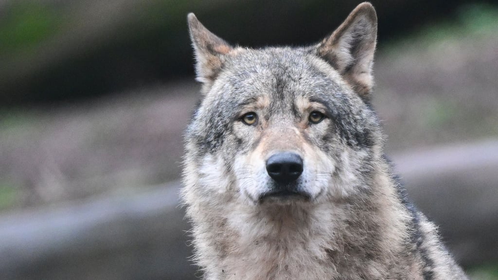 Die CDU-Landtagsfraktion will ein verantwortungsvolles und kosequentes Wolfsmanagement in Sachsen-Anhalt.