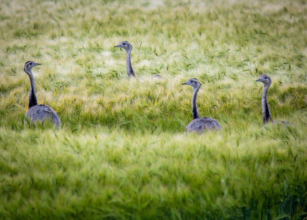 Wild lebende Nandus laufen bei der Futtersuche durch ein Roggenfeld in Mecklenburg-Vorpommern.