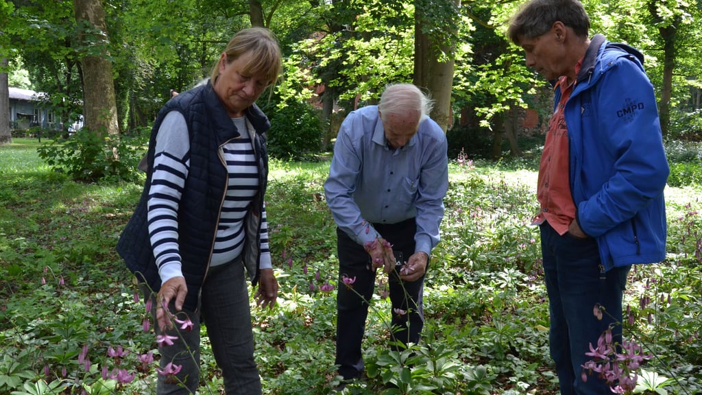 Doris Tepelmann (von links), Ullrich Fischer und Karsten Bierstedt sahen sich die Türkenbundlilien genauer an, die in freier Natur selten zu finden sind.