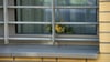 Ein Blumengesteck steht hinter einem vergitterten Fenster des Maßregelvollzugs.