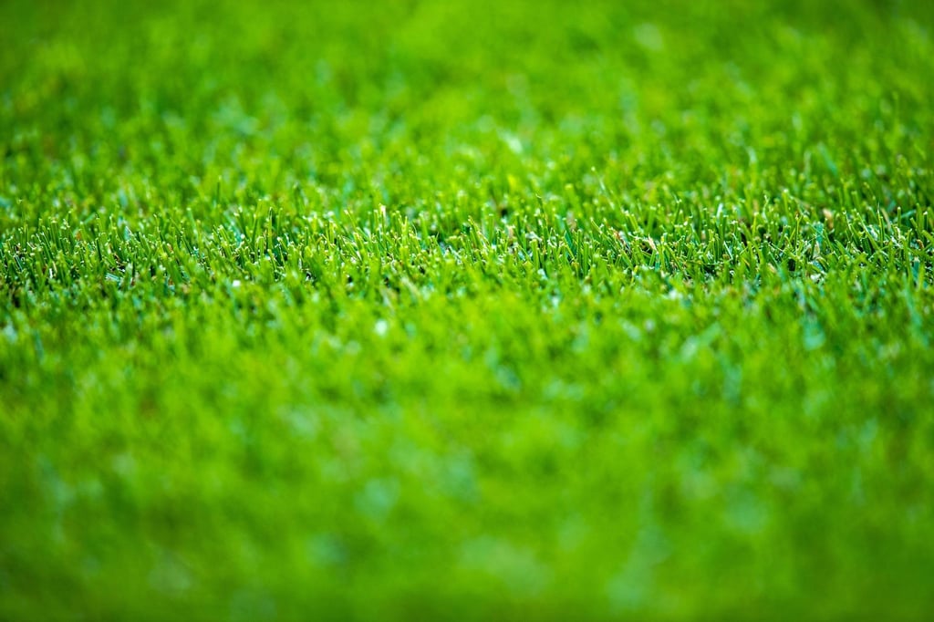 Gräser für den zukünftigen Rollrasen für ein Fußballstadion wachsen auf einer Anbaufläche.