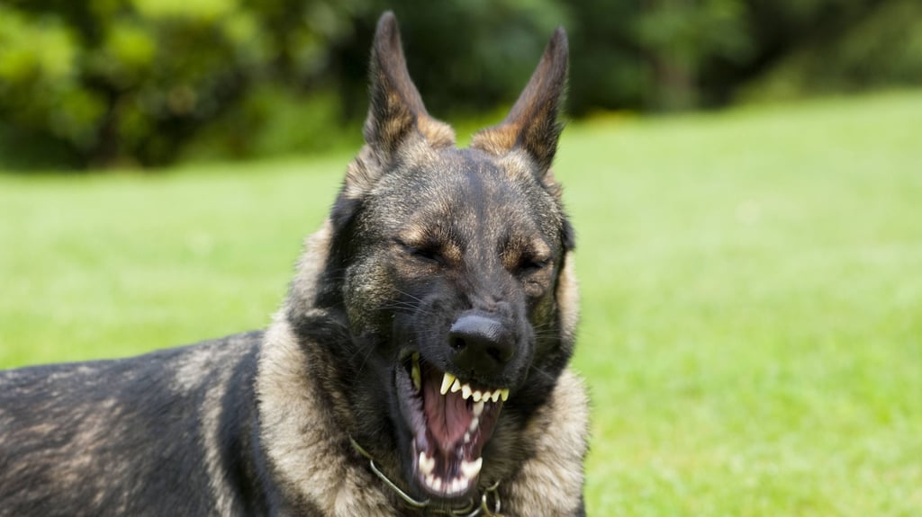 Ein kaukasischer Schäferhund hat in Eilenstedt eine Polizeibeamtin attackiert.