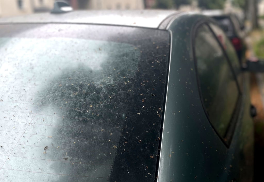 Klebende Flächen: Honigtau macht den Autolack trüb, lässt sich aber leicht entfernen.
