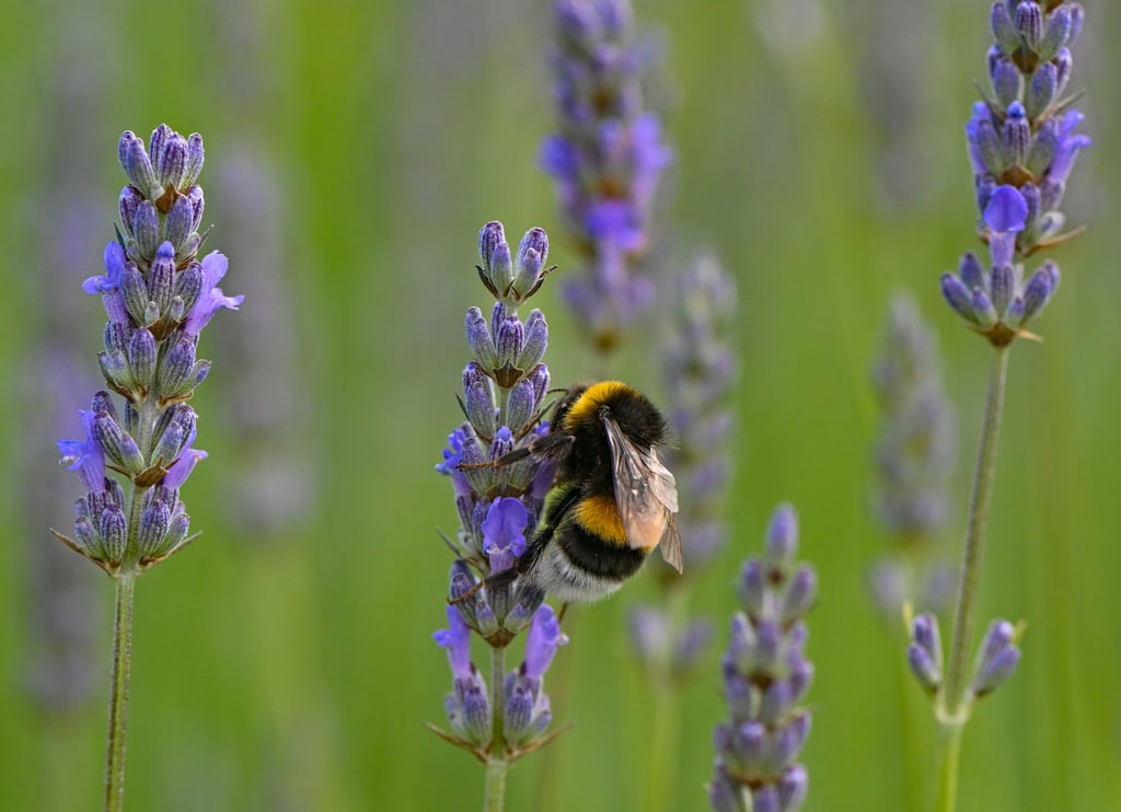 Eine Hummel sucht Nektar an Lavendelblüten auf einem Feld.