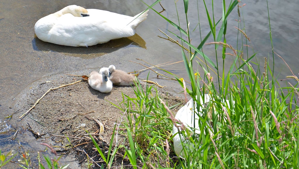 Vom Stadtsee ist die Schwanenfamilie fast unbemerkt zur Bode gezogen. Offensichtlich suchen die Federtiere doch die Nähe zum Menschen. Denn hier sonnen sie sich gerade auf einer Sandbank am Brückenpfeiler der viel befahrenen Steinstraßen-Brücke.
