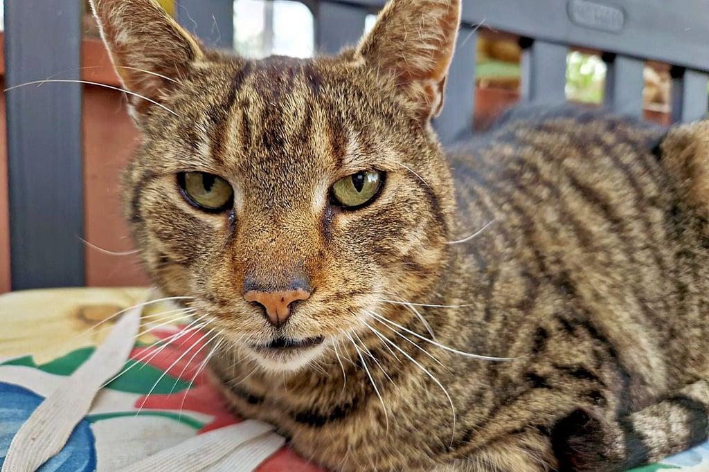 Manito lebte viele Jahre in Königswusterhausen. Dann taucht er in Langensalzwedel bei Tangermünde auf.