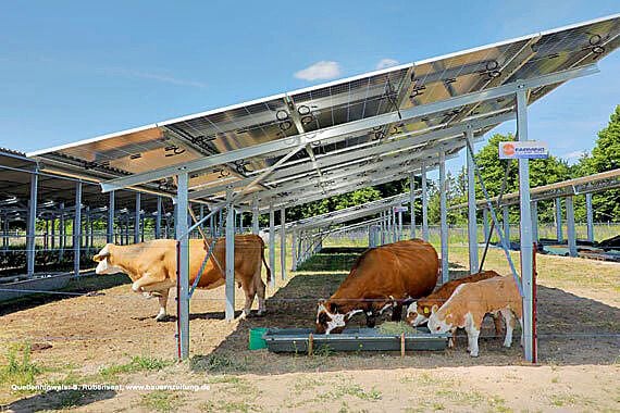 Viehhaltung Unter Solarpanelen: Solar Trifft In Stendal Auf ...