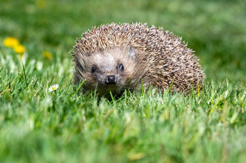 Igel sind besonders gefährdet.