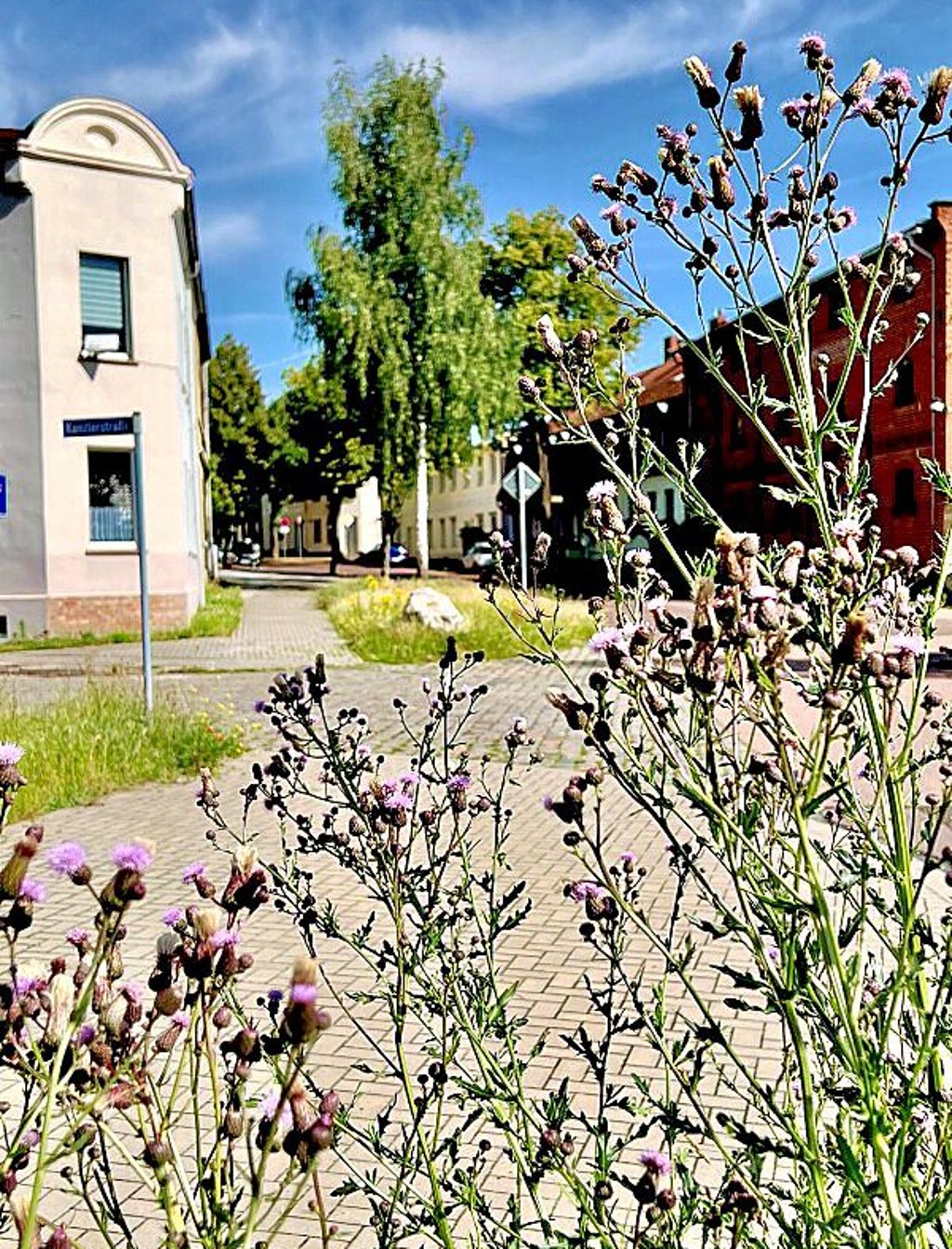 Die Disteln an der Ecke Kanzlerstraße/Ilberstedter Straße in Bernburg stehen bereits mannshoch.