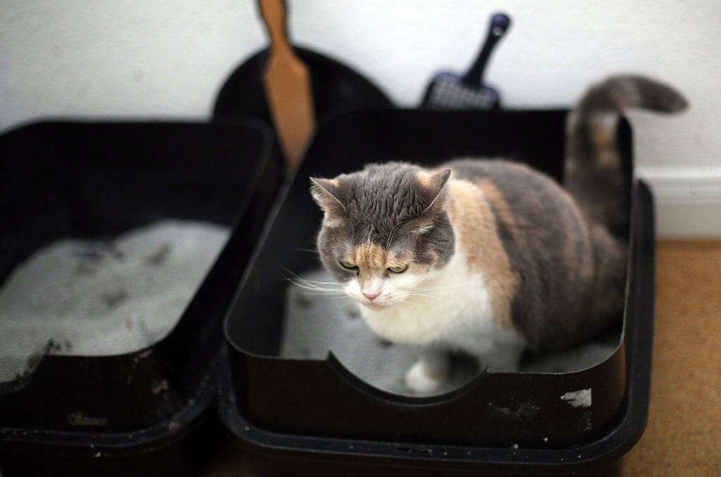 Oben ohne und mit niedriger Einstiegshöhe - es braucht nicht viel fürs perfekte Katzenklo.