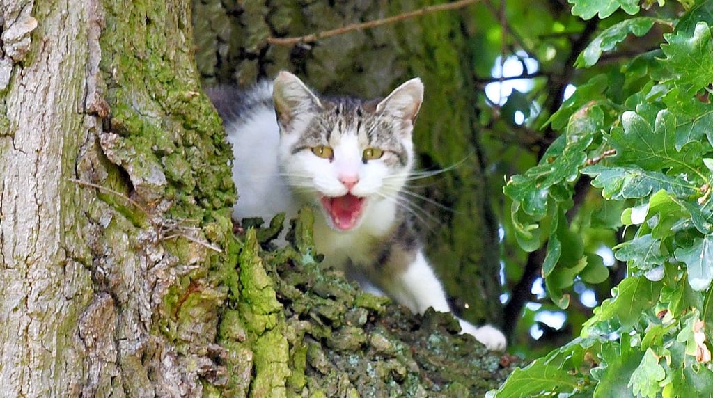 Die Katze kam alleine nicht mehr von der Eiche runter.