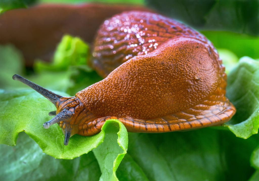 In einigen Regionen im Salzlandkreis ist die Spanische Wegschnecke in diesem Jahr eine echte Plage für die Gärtner. Die Tiere fressen Salate, Paprika, Zucchini, Gurken und mehr.