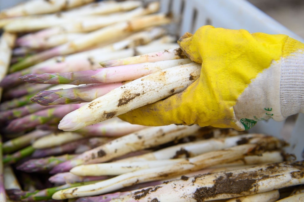 Ein Mitarbeiter legt frisch gestochenen Spargel in eine Kiste.