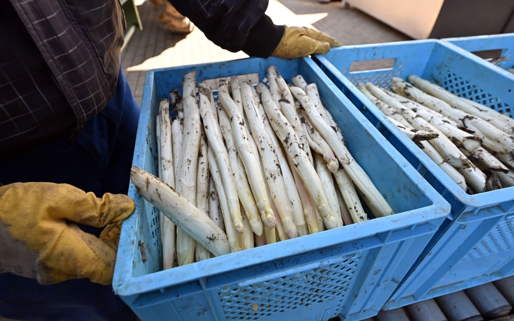 Thüringer Spargel wird auf dem Spargelhof Kutzleben von Erntehelfern zur Verarbeitung entladen.