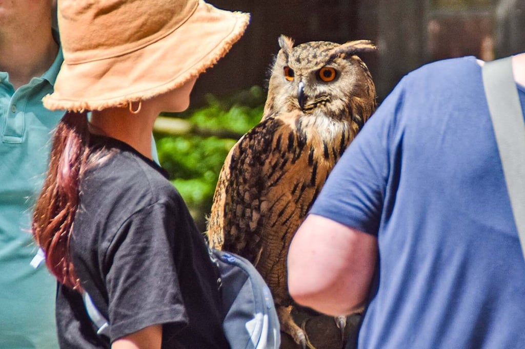 Dieser majestätische Uhu scheint sich unter die Besucher des Tierparkfestes gemischt zu haben.