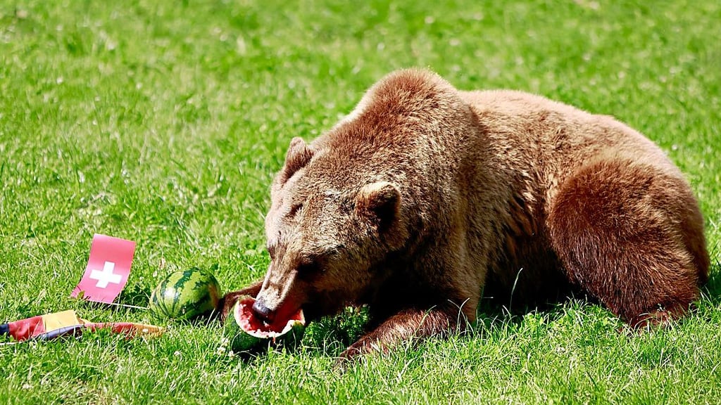 Ob Deutschland das EM-Fußballspiel gegen die Schweiz am Sonntag gewann, stand bis Redaktionsschluss nicht fest. „Orakel“-Braunbär Moritz frisst diesmal zunächt die Deutschland-Melone.
