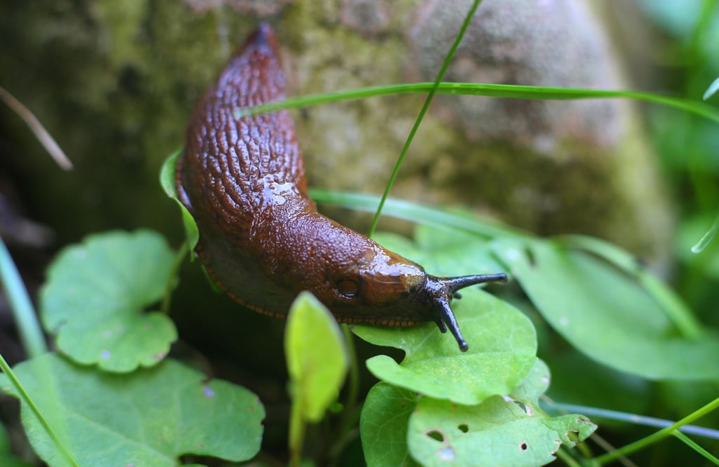 Eine Spanische Wegschnecke, auch Nacktschnecke genannt.