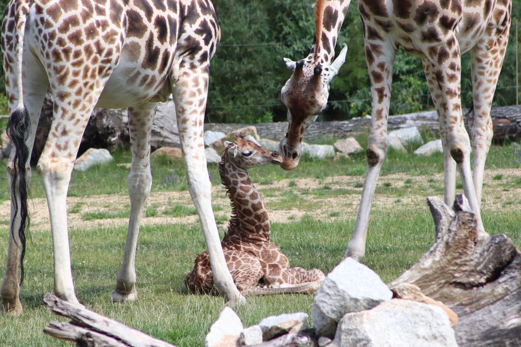 Ein Giraffen-Jungtier liegt in einem Gehege des Berliner Tierparks.